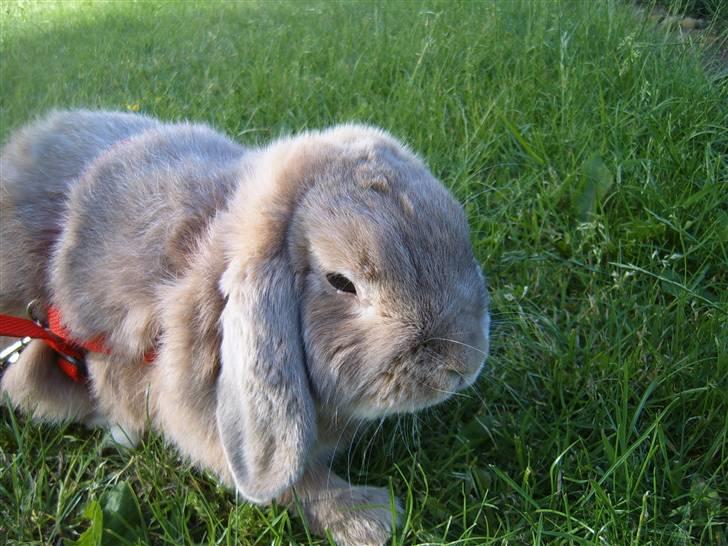 Kanin jann billede 3