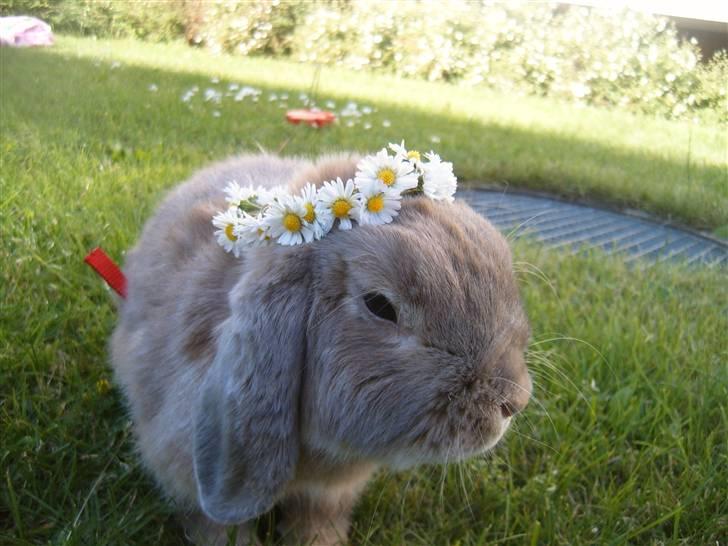 Kanin jann billede 5