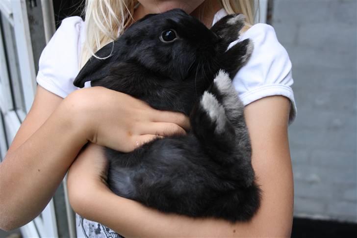 Kanin Speedy billede 3