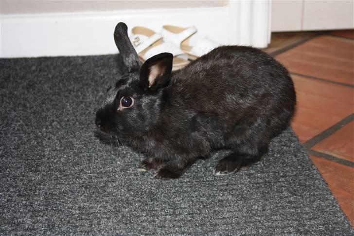 Kanin Speedy billede 4