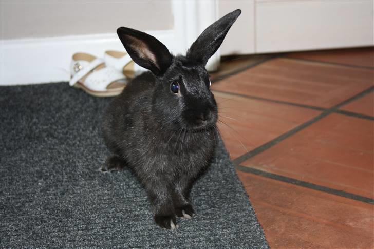 Kanin Speedy billede 5