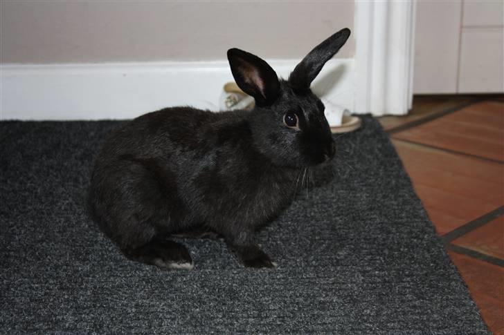 Kanin Speedy billede 6