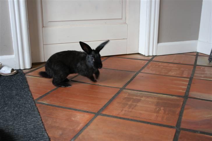 Kanin Speedy billede 8