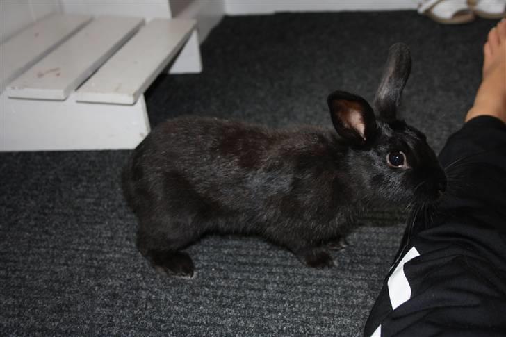 Kanin Speedy billede 9