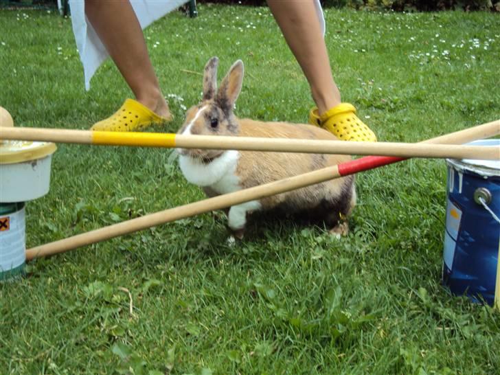 Kanin Bambi (Bambino)  billede 16