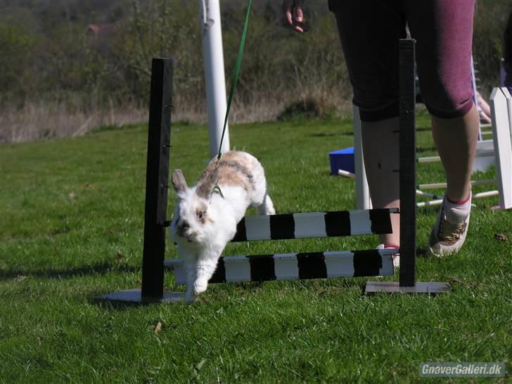 Kanin Nalle - foto- Marianne/Stald freak billede 6