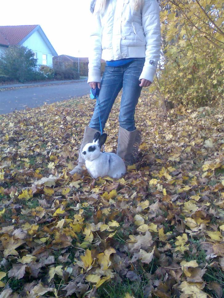 Kanin Rufus :)<3 - #9 Flotte fyr :D På tur billede 9