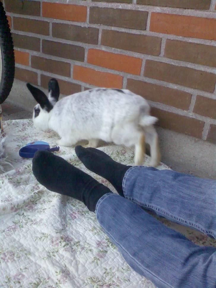 Kanin Rufus :)<3 - #10 Men så flygter du`? :D Haha lille energibombe.. billede 10