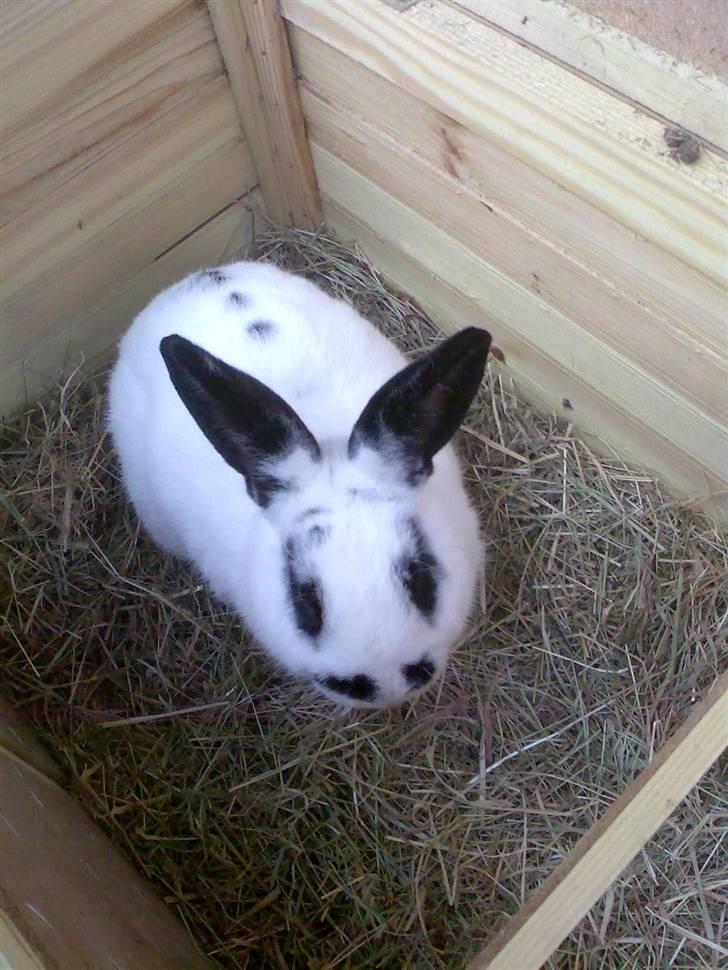Kanin Rufus :)<3 - #11 I dit bur :D billede 11