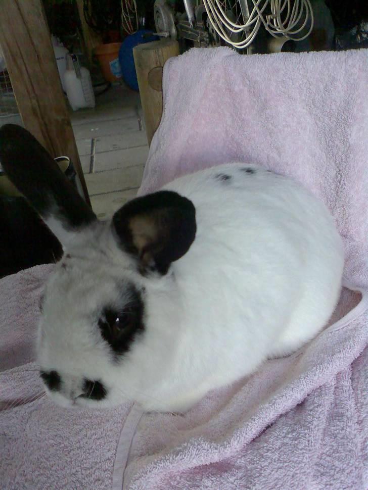 Kanin Rufus :)<3 - #12 I garagen :) billede 12
