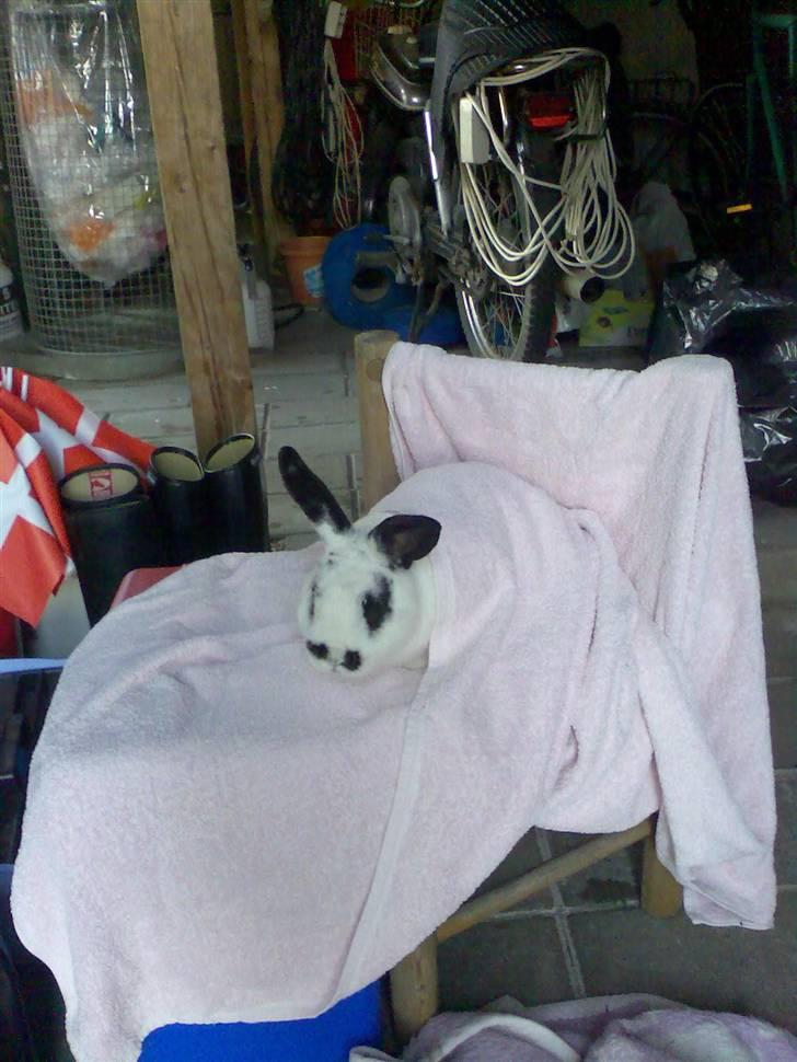 Kanin Rufus :)<3 - #13 Du sidder og bliver forkælet :) billede 13