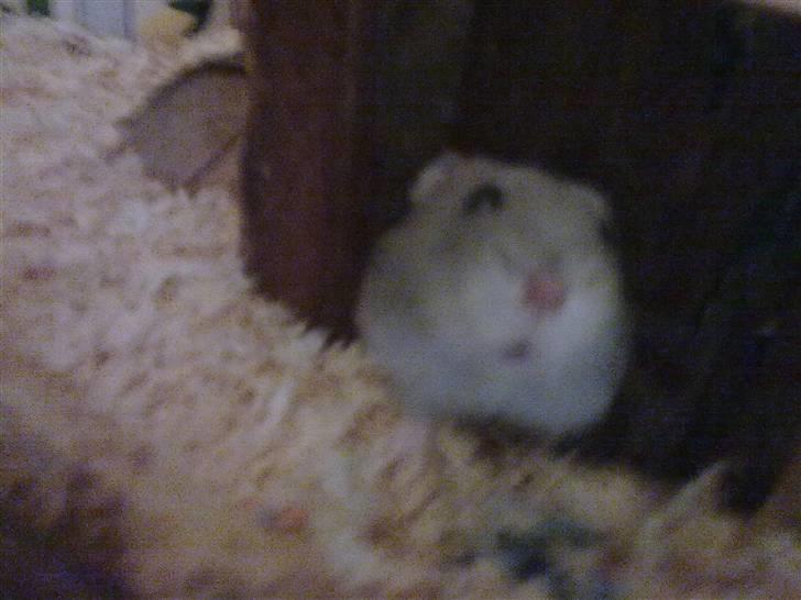 Dværghamster Vega :)<3 R.I.P. - #12 Nuurh :I billede 11