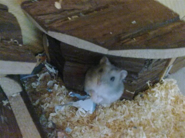 Dværghamster Vega :)<3 R.I.P. - #13 Søde lille Tut :) billede 12