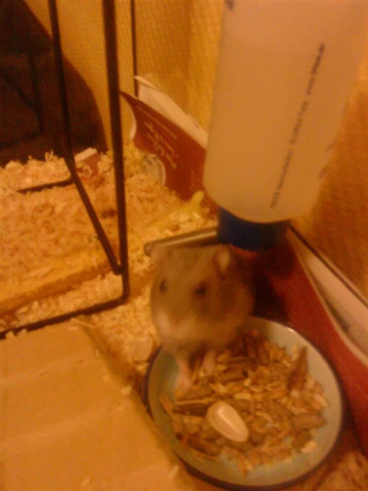 Dværghamster Vega :)<3 R.I.P. - #15 "Er der ikke mere mad Mor? :D" billede 14