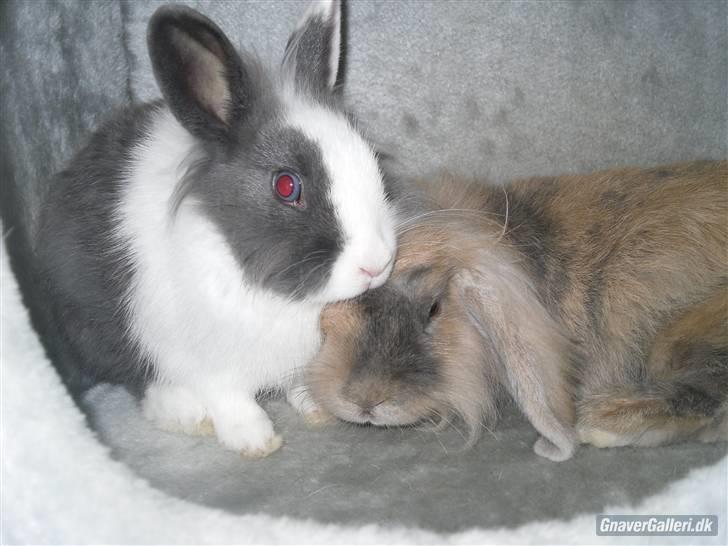 Kanin Punker  - ;D billede 4