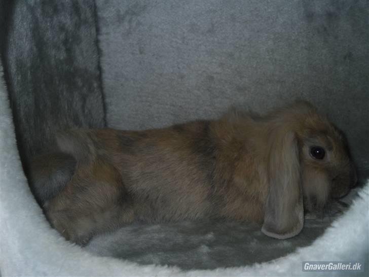 Kanin Punker  - hyggelykke<3 billede 6
