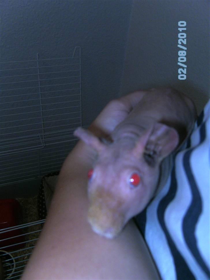 Marsvin Gizmos Vinca minor billede 1