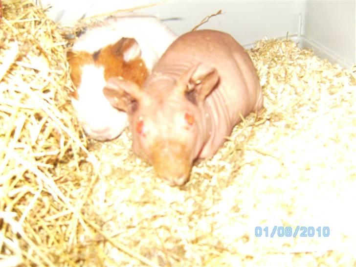 Marsvin Gizmos Vinca minor billede 2