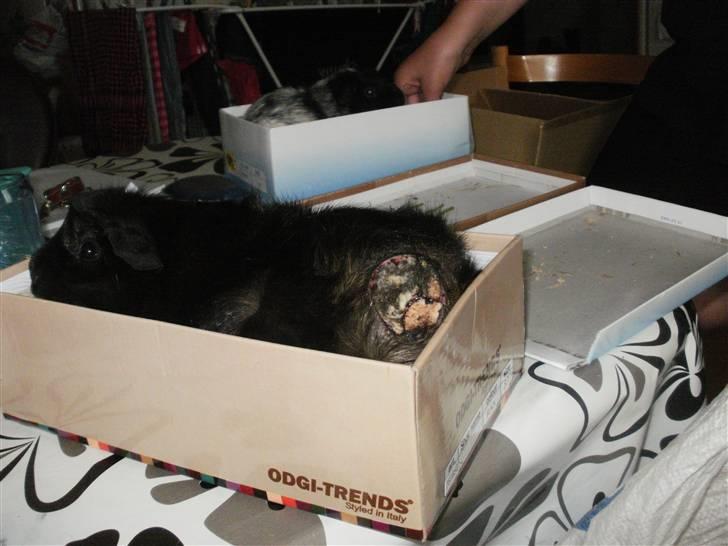 Marsvin Pjuske - Før vi tog til dyrelæge billede 10