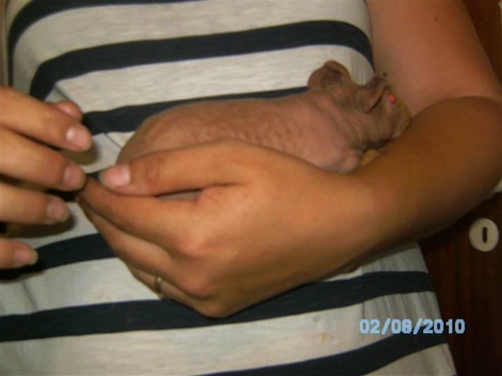 Marsvin Gizmos Vinca minor billede 3