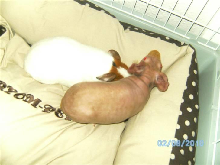 Marsvin Gizmos Vinca minor billede 5