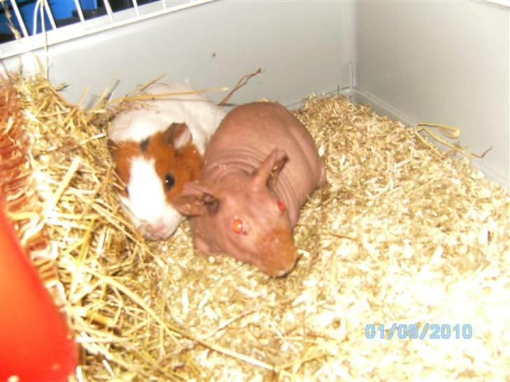 Marsvin Gizmos Vinca minor billede 6