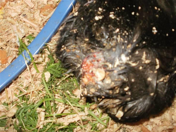 Marsvin Pjuske - Da vi var kommet hjem fra dyre læge :D billede 11