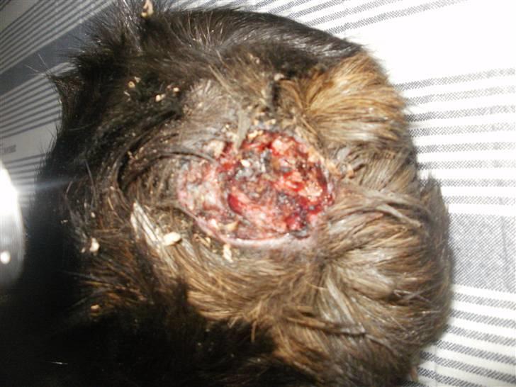 Marsvin Pjuske - 1 time efter vi var kommet hjem billede 12