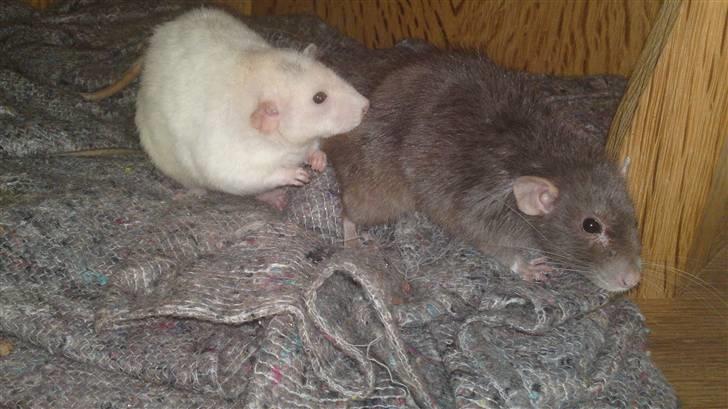 Tamrotte GR Aiko (RIP 2010) - Aiko og hendes søster Aeron, sidste gang de to er sammen, taget den dag Aiko blev aflivet billede 6