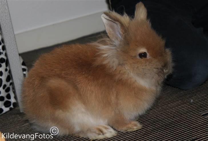 Kanin Fanta Phuss Forever Love billede 6