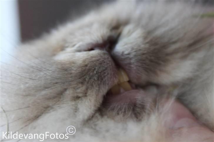 Kanin Fanta Phuss Forever Love - De dejlige gummer .. :) billede 7