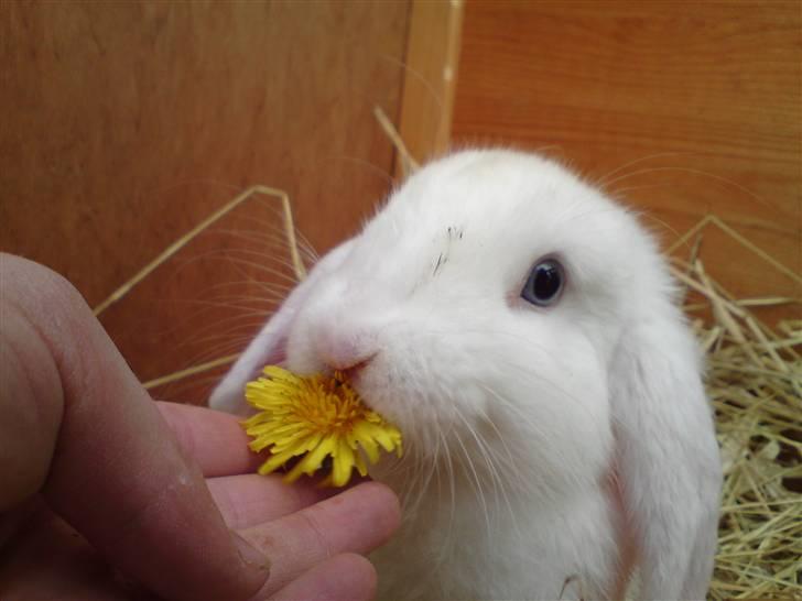 Kanin (DV) Bellissimo |Bellis| - Smukke I LOVE YOU.. ;* billede 8