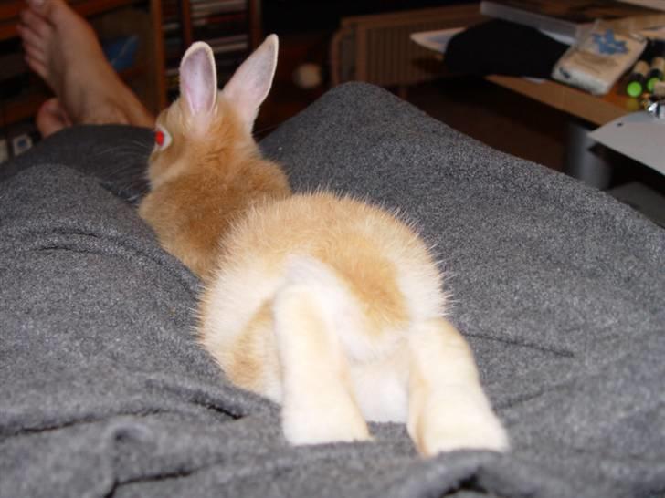 Kanin Solvej billede 2