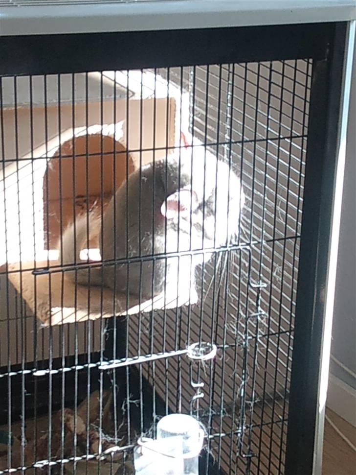 Chinchilla Aida  - Aida nyder solen :)  billede 5