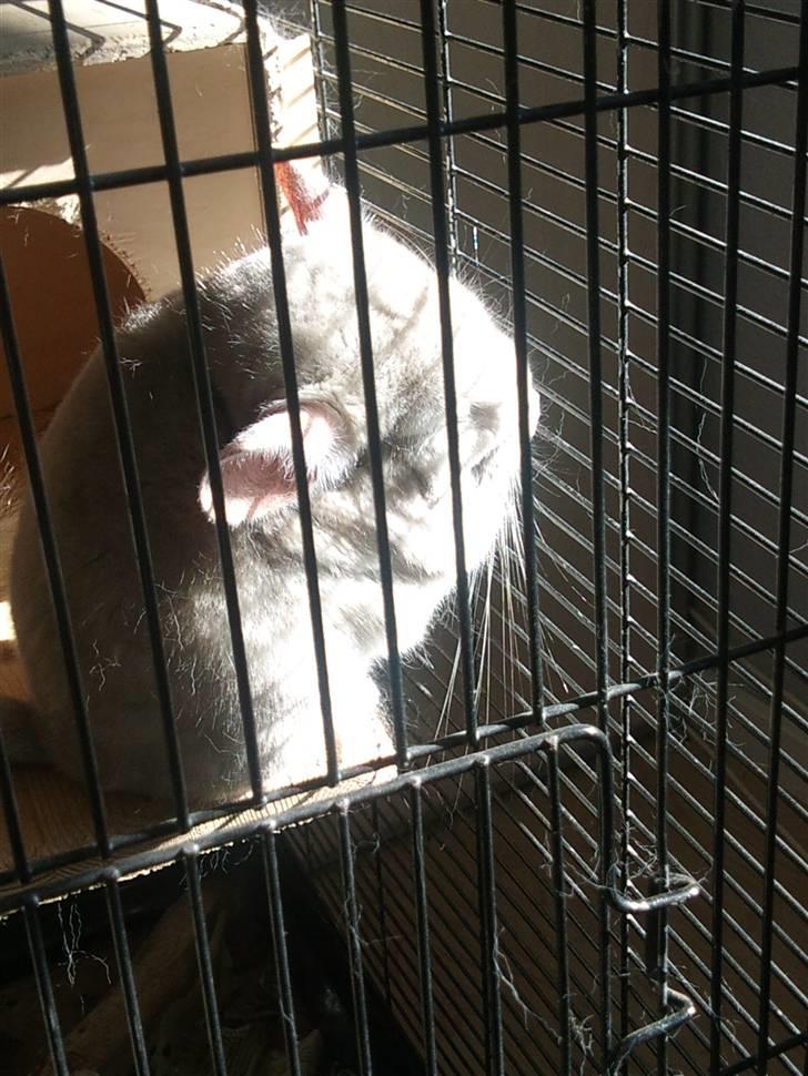 Chinchilla Aida  billede 6