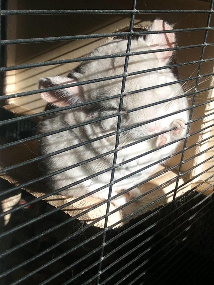 Chinchilla Aida  billede 7