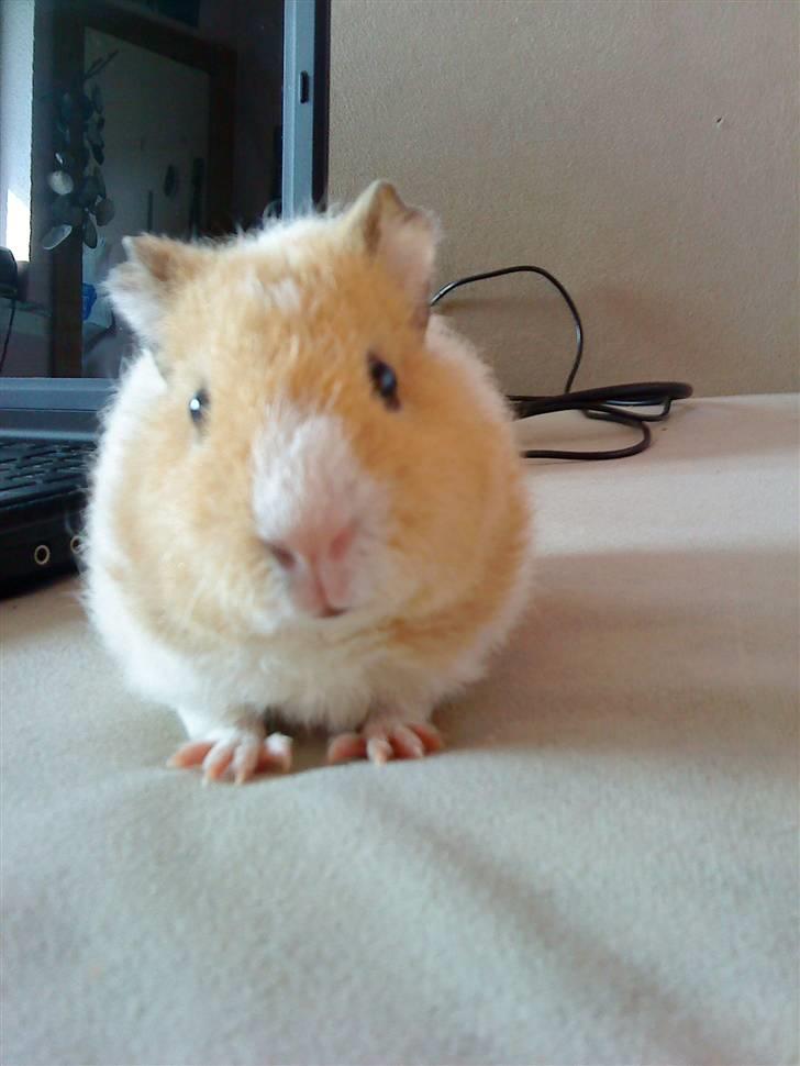 Marsvin Tulle - velkommen til Tulle!:).  billede 1