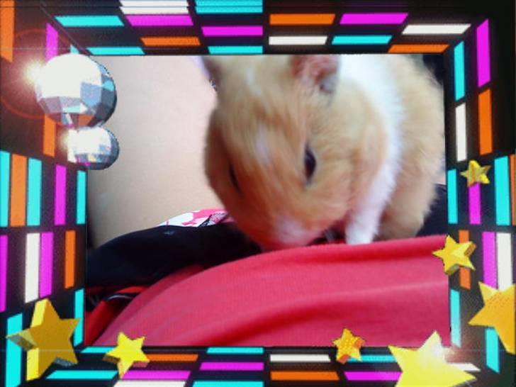 Marsvin Tulle billede 2