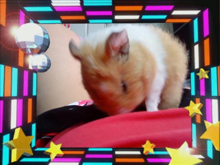 Marsvin Tulle billede 3