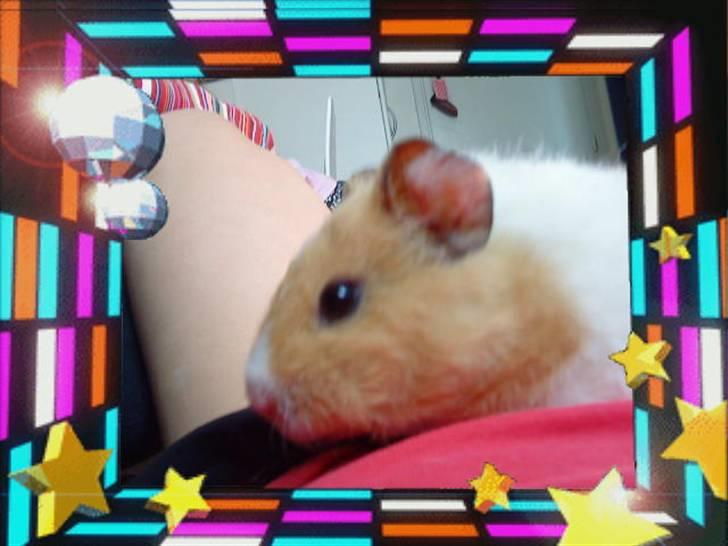 Marsvin Tulle billede 4