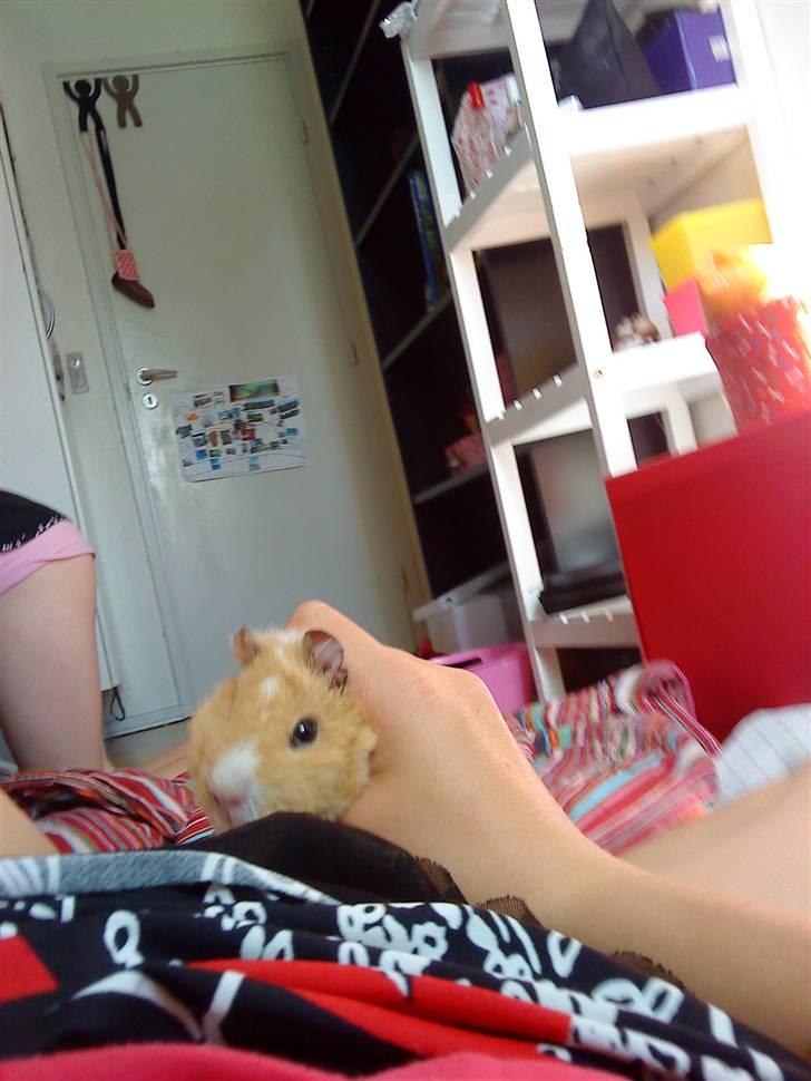 Marsvin Tulle billede 5