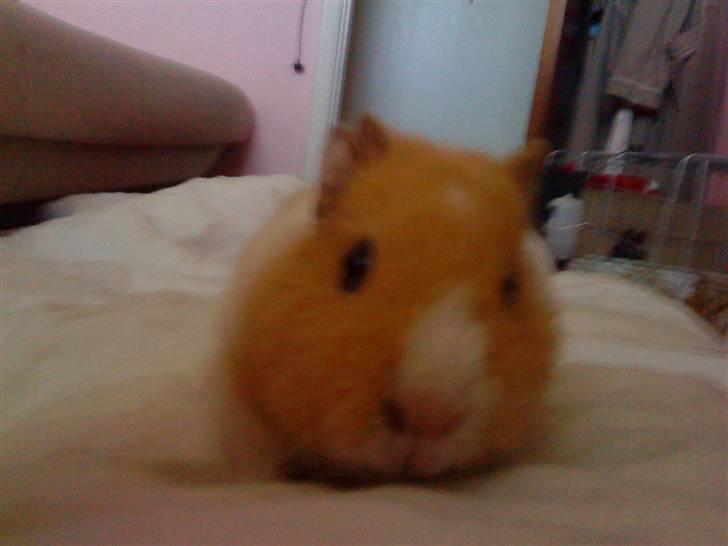 Marsvin Tulle billede 6