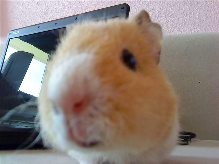 Marsvin Tulle billede 8