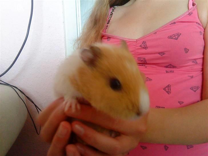 Marsvin Tulle billede 9