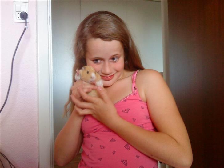 Marsvin Tulle billede 10