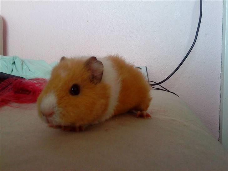 Marsvin Tulle billede 11