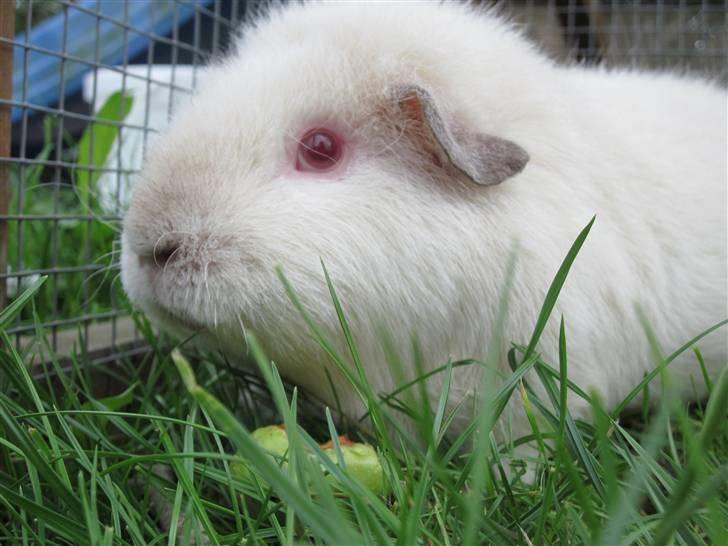 Marsvin Snebolden <3 Solgt! - Snebolden<3 billede 1