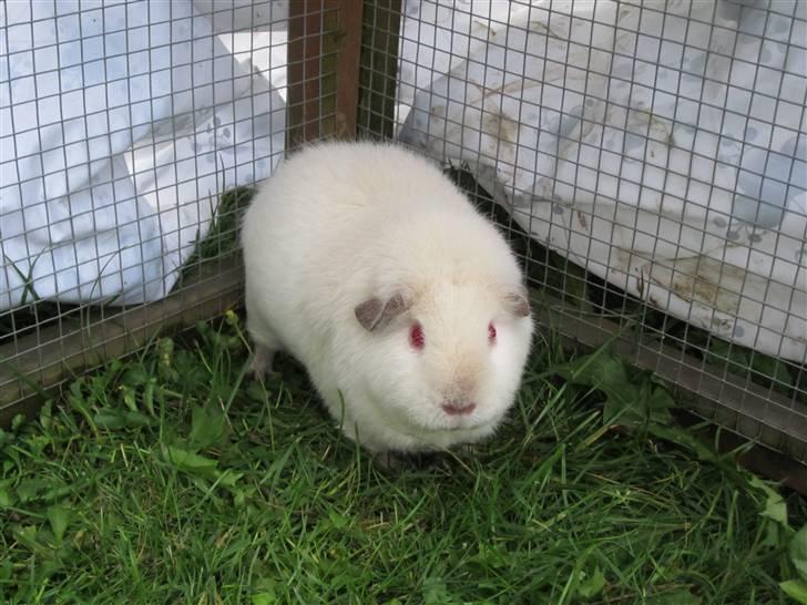 Marsvin Snebolden <3 Solgt! - pigen<3 billede 2