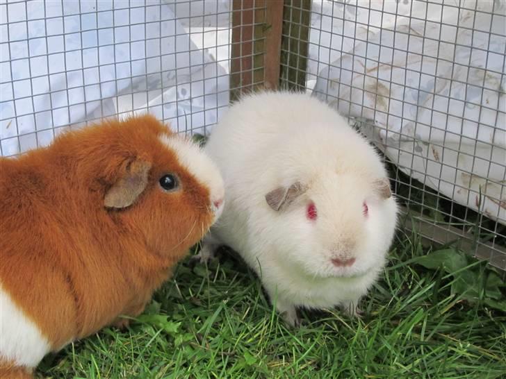 Marsvin Snebolden <3 Solgt! billede 3