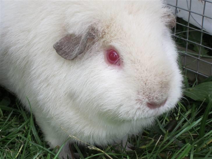 Marsvin Snebolden <3 Solgt! billede 4